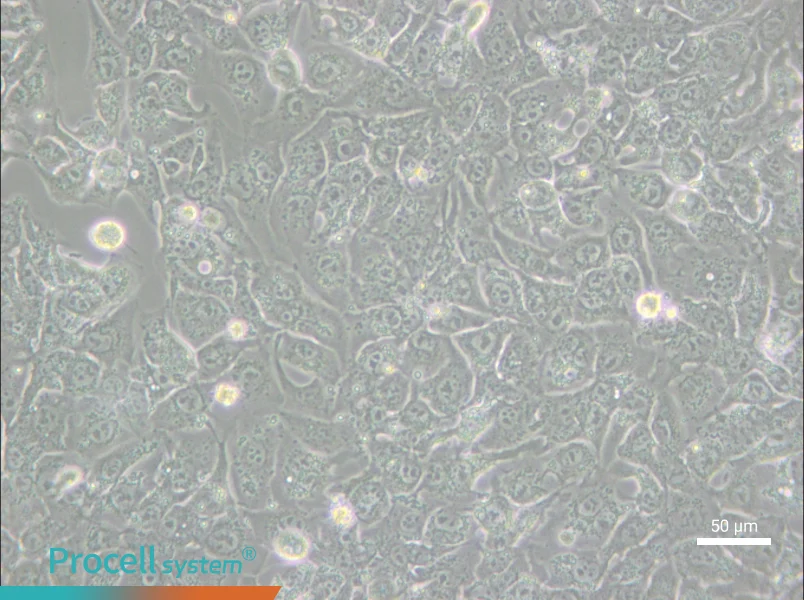 BHT101 - 6