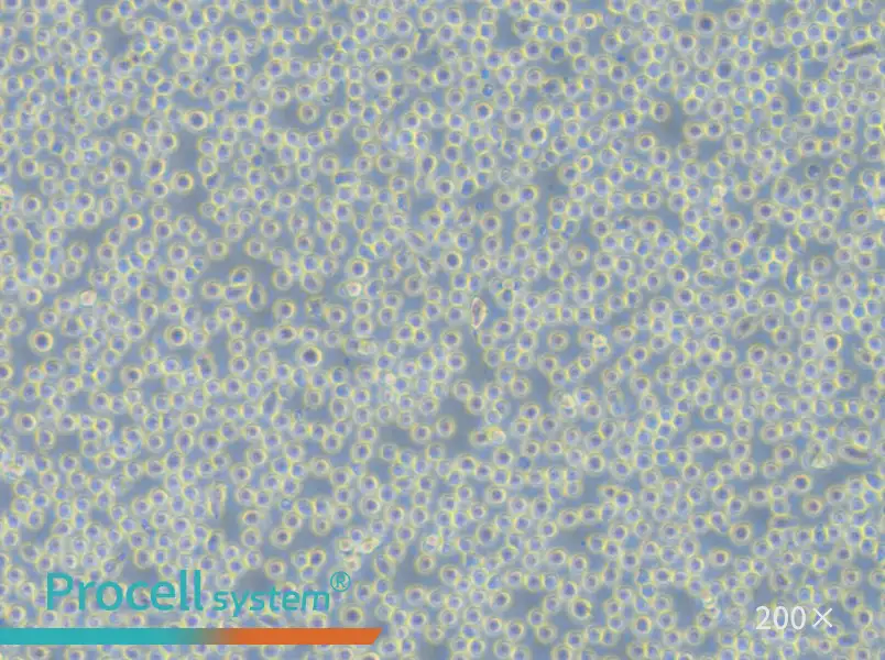 Sc-1 Cell Complete Medium - 4