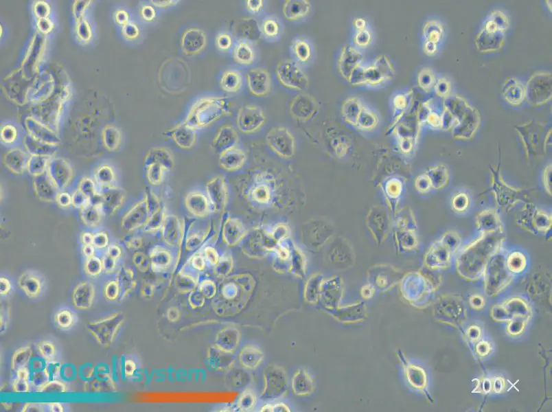 Neuro-2a [N2a] Cell Complete Medium - small - 4