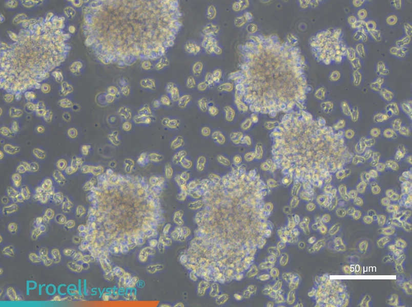 YAC-1 Cell Complete Medium - small - 4