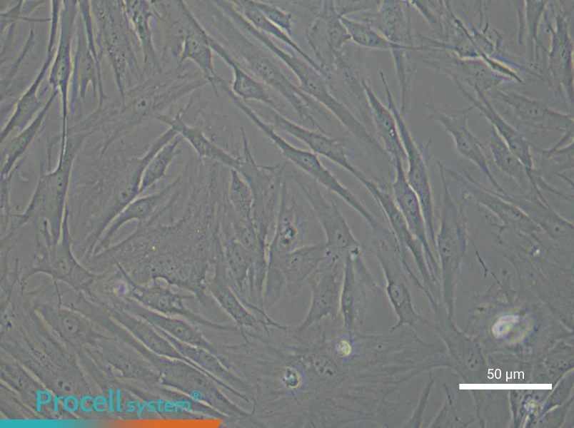 Human Dermal Fibroblast Complete Medium - 5