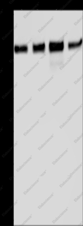 GOLGA2 Polyclonal Antibody - 1