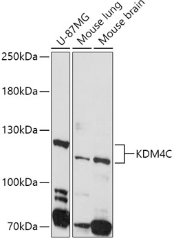 Western blot analysis of extracts of various cell lines using KDM4C Polyclonal Antibody at 1:1000 dilution.