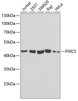 Western blot analysis of extracts of various cell lines using PAICS Polyclonal Antibody at 1:1000 dilution.