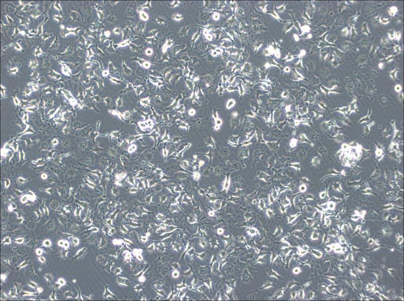 HCC1588 Cell Complete Medium-searchlist-1