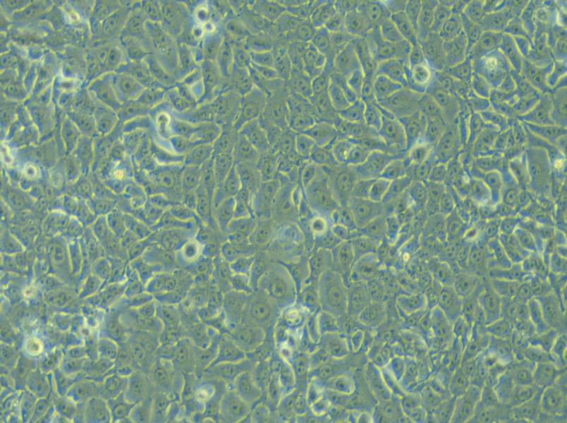 KYSE-450 Cell Complete Medium - 6