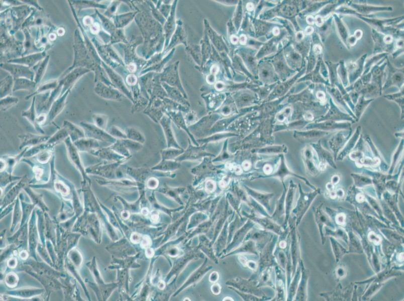 SK-MEL-5 Cell Complete Medium - small - 4