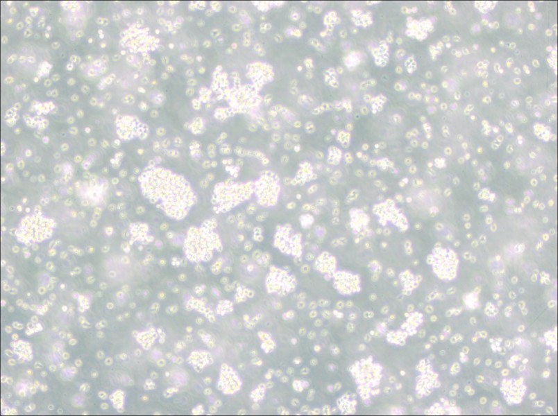 Reh Cell Complete Medium-searchlist-1