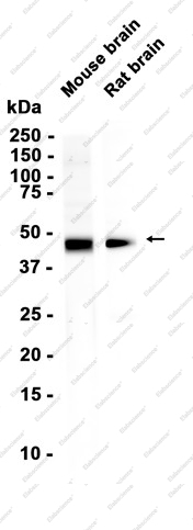 Recombinant COPS3 Monoclonal Antibody - 1