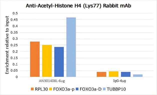 Recombinant Histone H4 (Acetyl Lys77) Monoclonal Antibody - small - 9