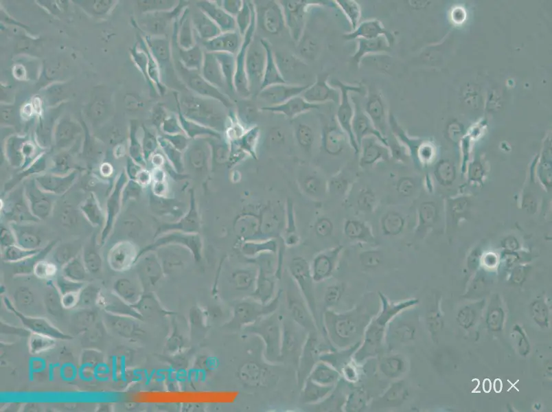 HCC1143 Cell Complete Medium - small - 5