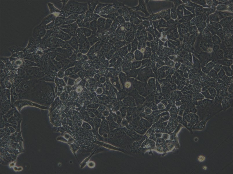 OE33 Cell Complete Medium - small - 5