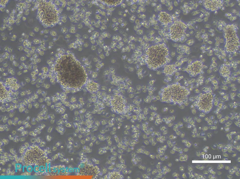 YAC-1 Cell Complete Medium - 2