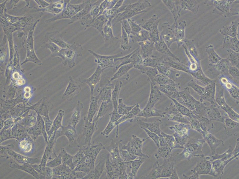 HTh-7 Cell Complete Medium - 4