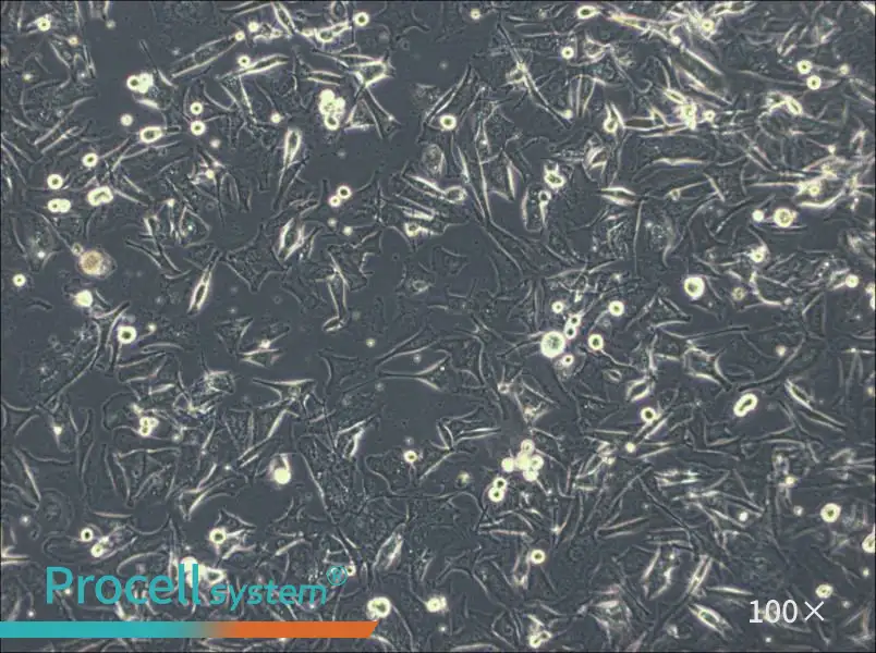 Malme-3M Cell Complete MediumMalme-3M Cell Complete Medium - 3