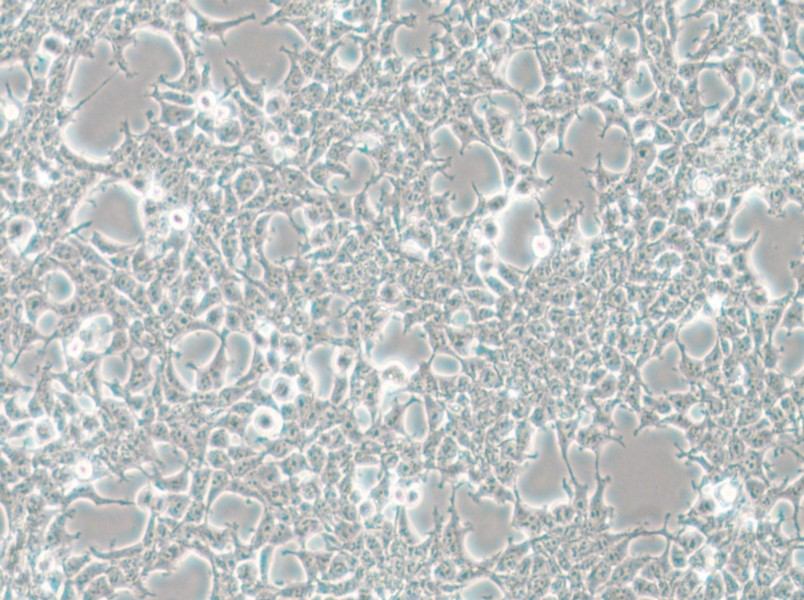 HKb20 Cell Complete Medium - small - 6