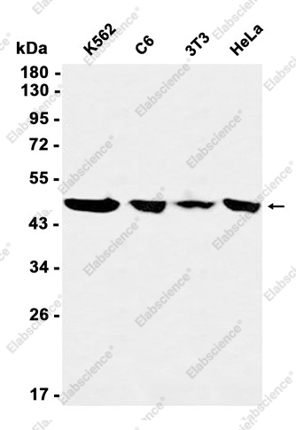 Recombinant KAT1/HAT1 Monoclonal Antibody - 1