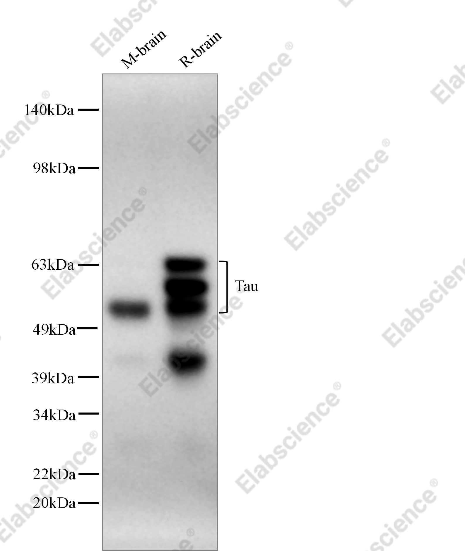 Recombinant Tau Monoclonal Antibody - 1