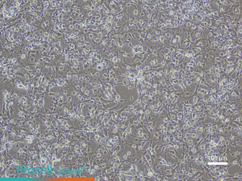 Mouse Spinal Cord Astrocyte Complete Medium - 1