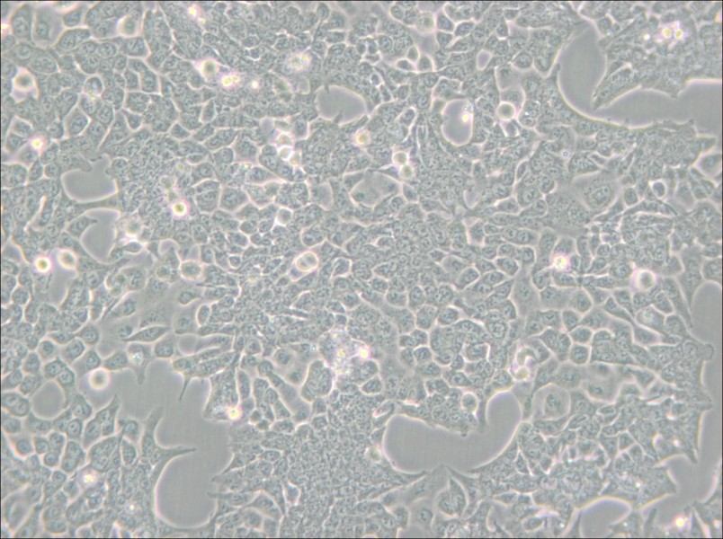 HCT 116 Cell Complete Medium - small - 6