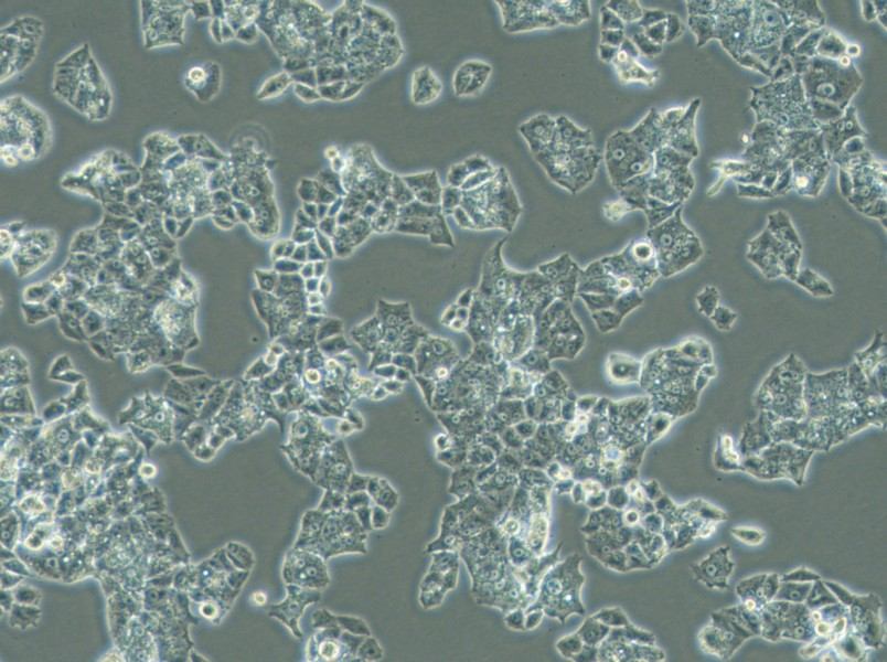 NCI-H1395 Cell Complete Medium - 2
