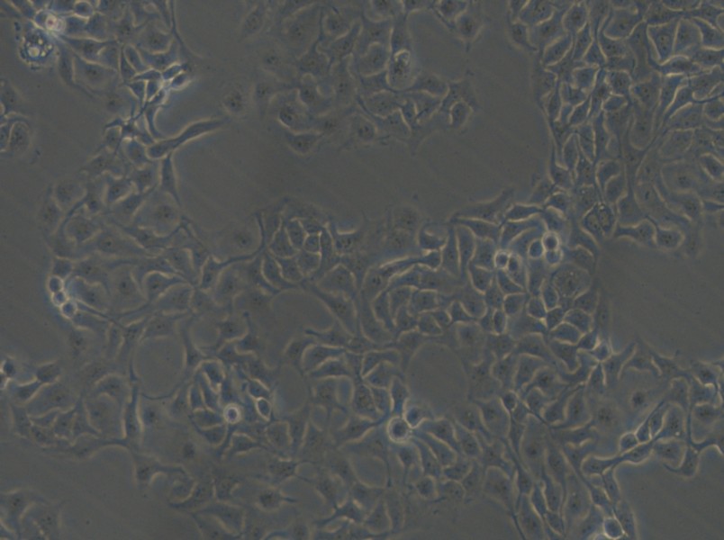 HCC1806 Cell Complete Medium - 5