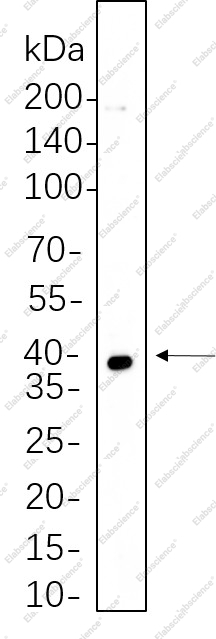 Recombinant MEK3 Monoclonal Antibody - 1