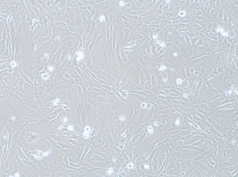 SNU-475 Cell Complete Medium - 9