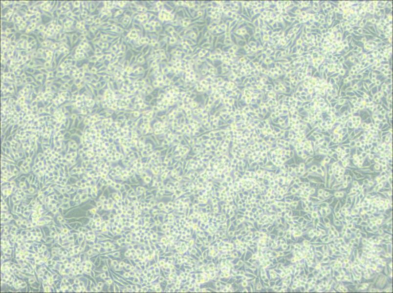 A-204 [A204] Cell Complete MediumA-204 [A204] Cell Complete Medium - 3