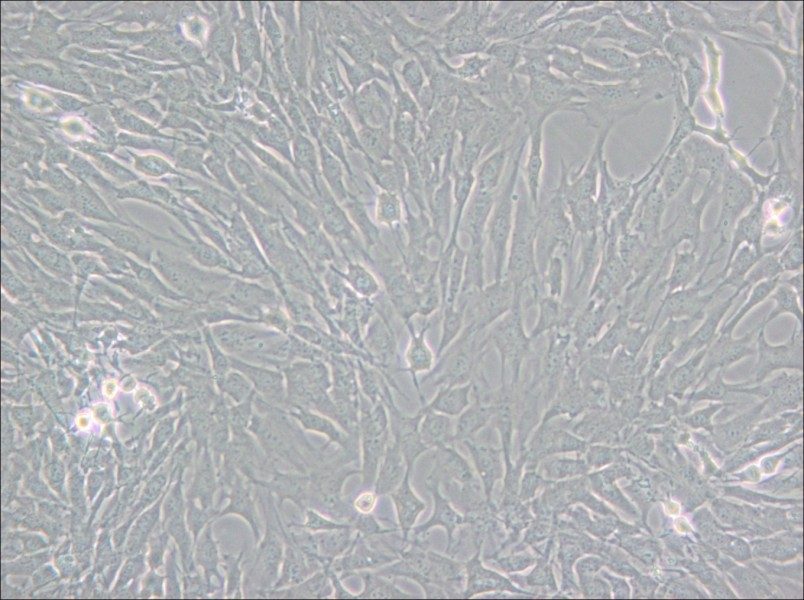 GC-2spd(ts) Cell Complete Medium - 5