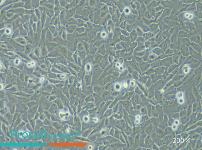 T24 [T-24] Cell Complete Medium - small - 4