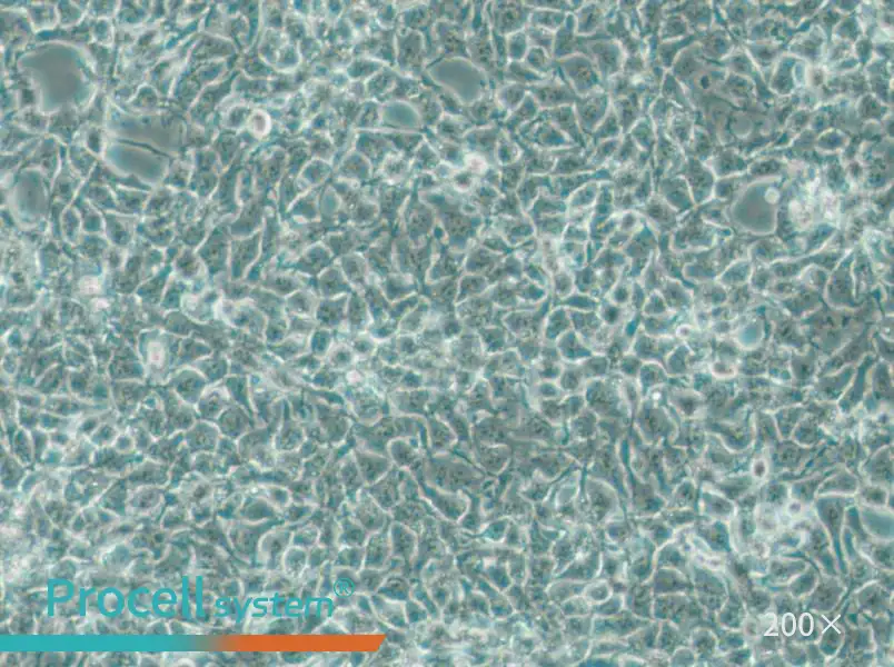 CAL-33 Cell Complete Medium - 5