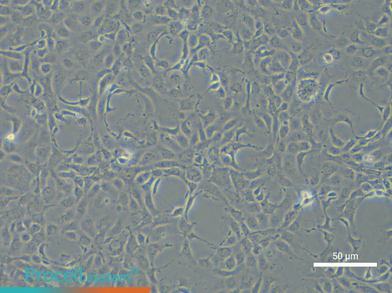 EPC - 4