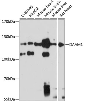 Western blot analysis of extracts of various cell lines using DAAM1 Polyclonal Antibody at 1:3000 dilution.