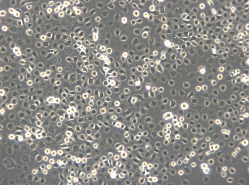 C6/36 [Clone C6/36] Cell Complete Medium - small - 5