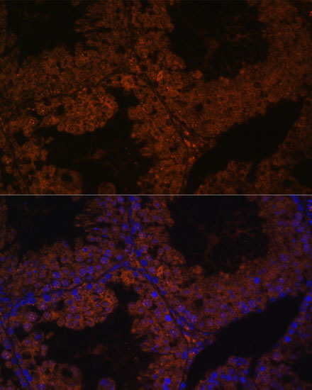 Immunofluorescence analysis of Mouse testis using TPD52L3 Polyclonal Antibody at dilution of 1:100. Blue: DAPI for nuclear staining.