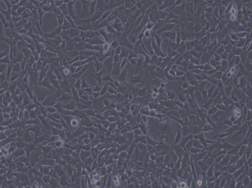 CHL Cell Complete Medium - small - 5