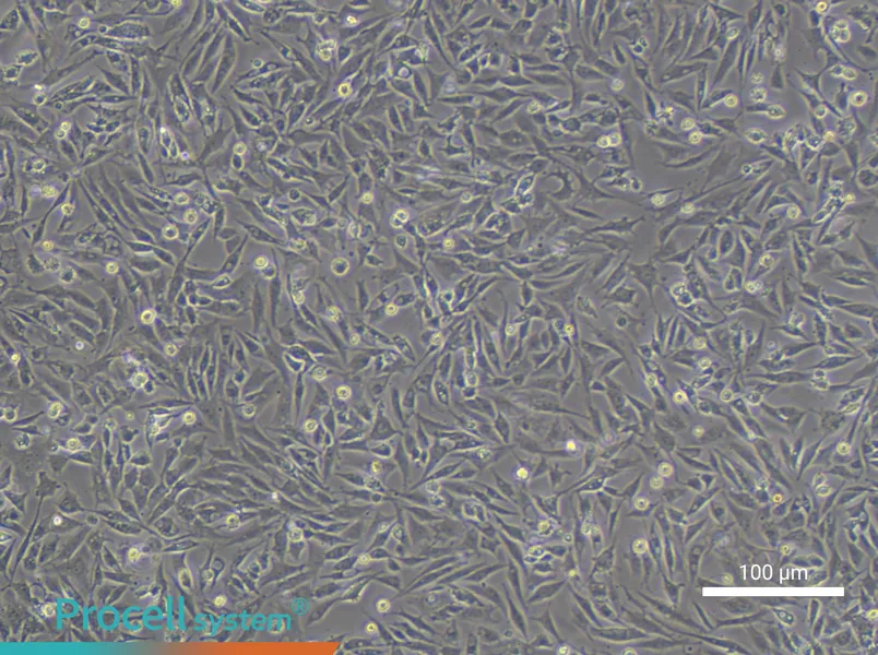 UMNSAH/DF-1UMNSAH/DF-1 - 3