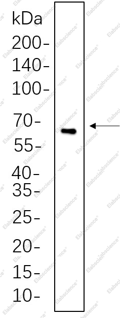 Recombinant TFEB Monoclonal Antibody - 1