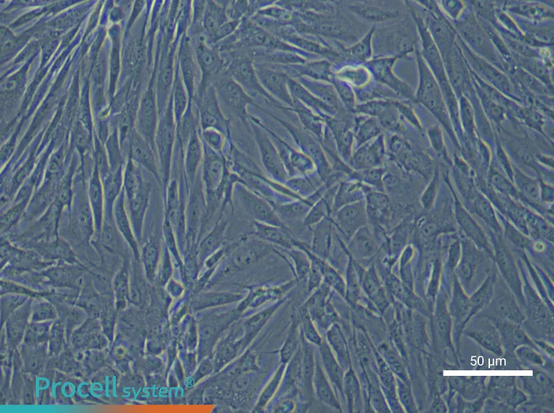 Rabbit Bladder Fibroblast Complete MediumRabbit Bladder Fibroblast Complete Medium - 4