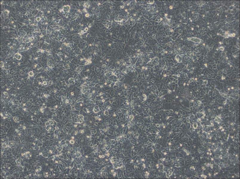 NTERA-2 Cell Complete Medium-searchlist-1