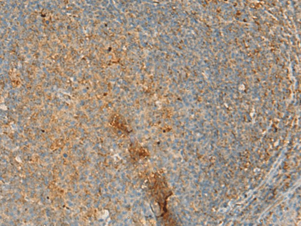 Immunohistochemistry of paraffin-embedded Human tonsil tissue  using ERAL1 Polyclonal Antibody at dilution of 1:50(?200)