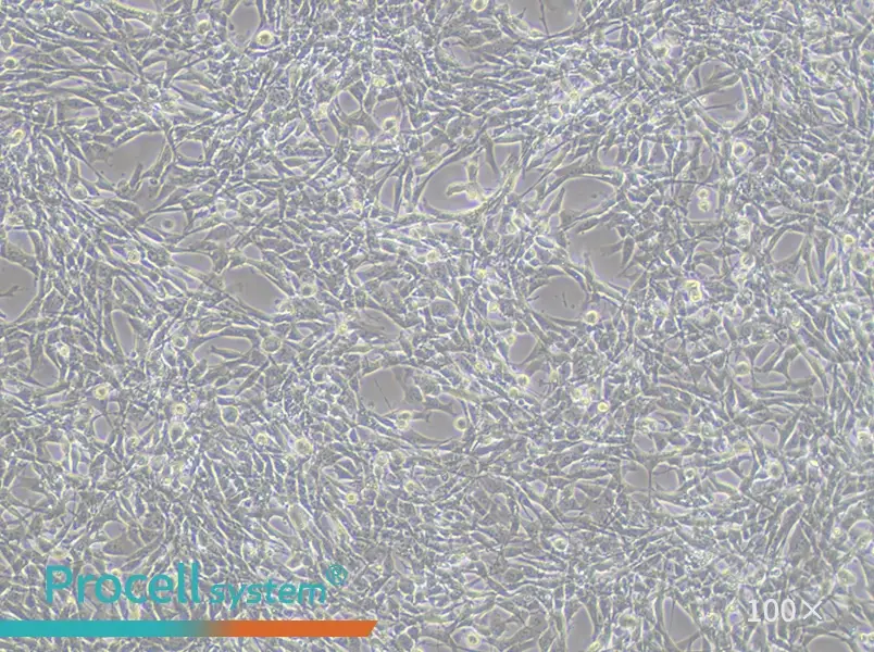 TM4 Cell Complete Medium - 2