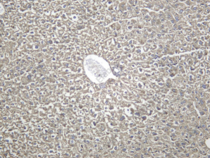 Recombinant Haptoglobin Monoclonal Antibody - 2