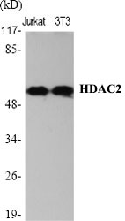 Western Blot analysis of Jurkat, 3T3 cells using HDAC2 Polyclonal Antibody at dilution of 1:2000.