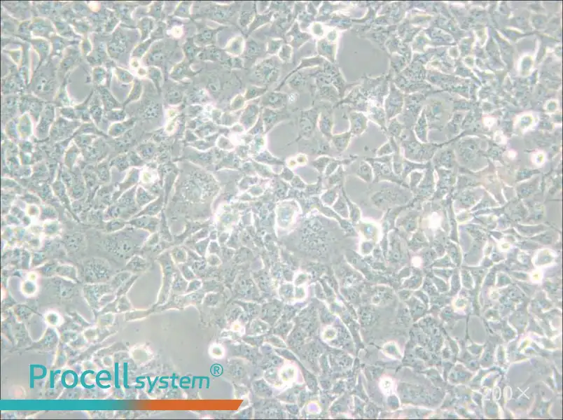 COS-1 Cell Complete Medium - small - 4