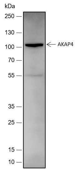 Recombinant AKAP4 Monoclonal Antibody - small - 2