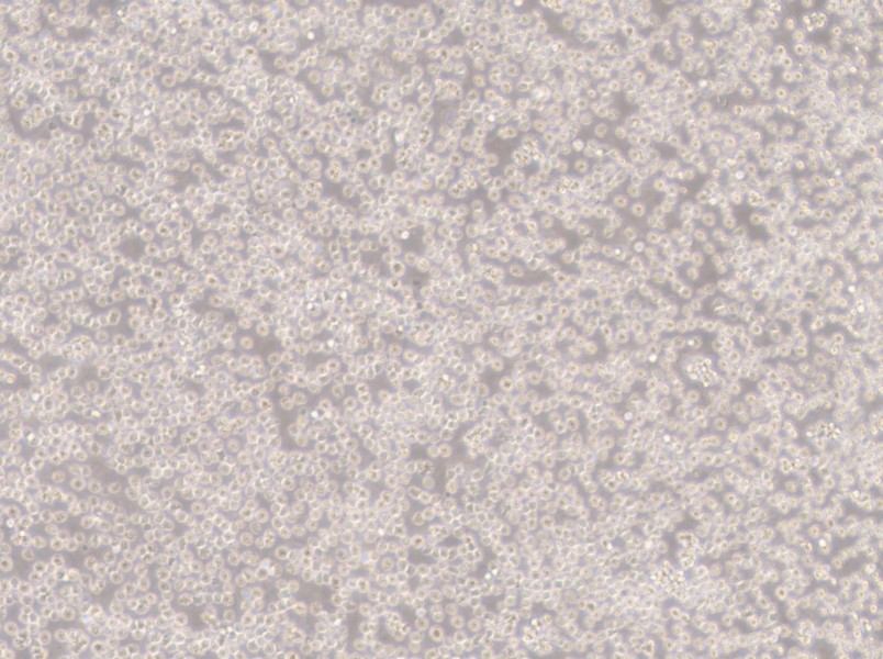 NALM-6 Cell Complete MediumNALM-6 Cell Complete Medium - 3