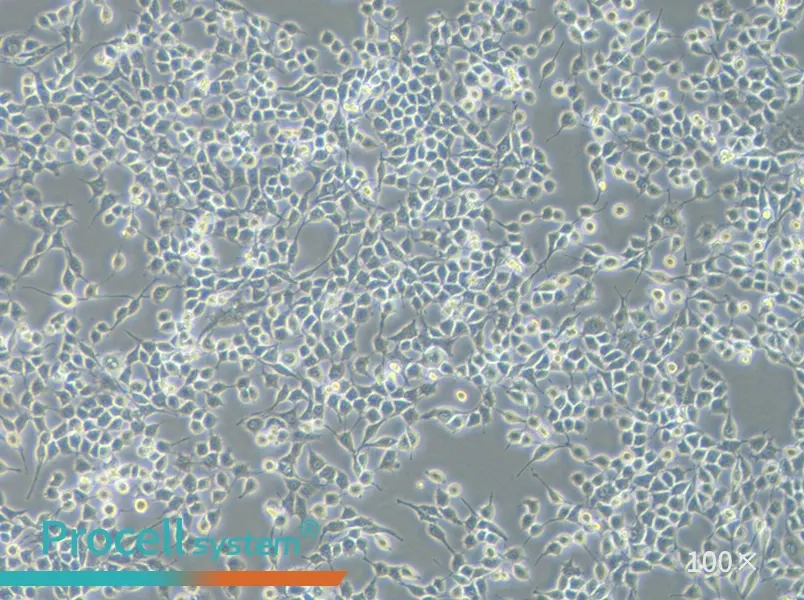 RSC96 Cell Complete Medium - 1