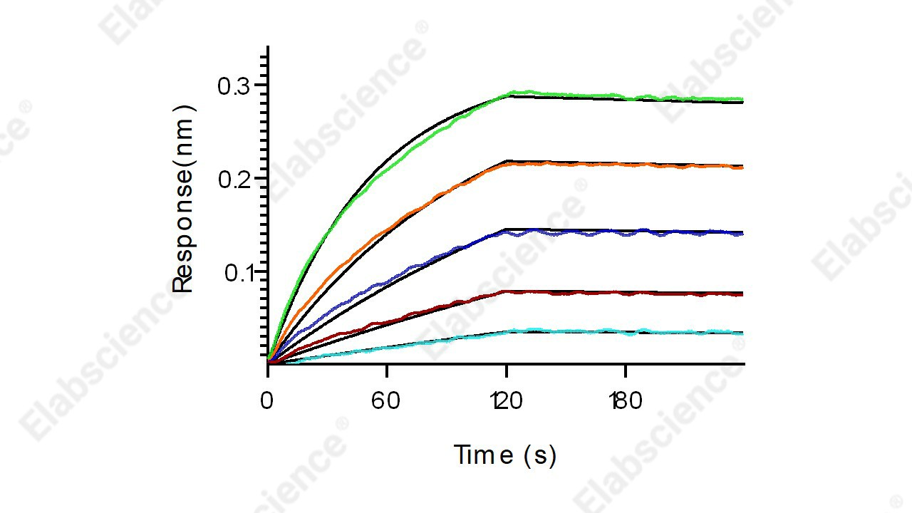 Recombinant Human B7-H3/CD276 Protein (His Tag) - 3